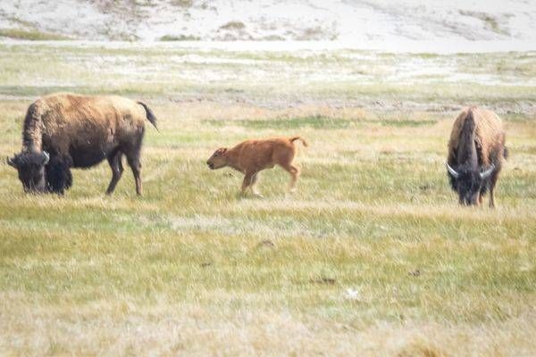 Yellowstone4 1 Photography Art | Photos By Regan