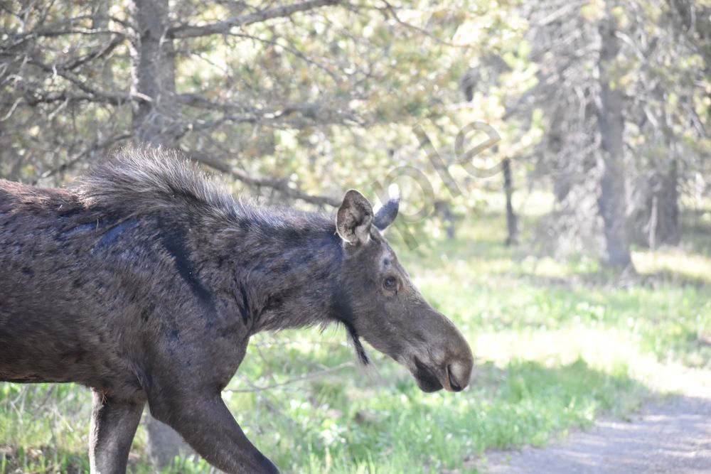 Yellowstone4 87 Photography Art | Photos By Regan