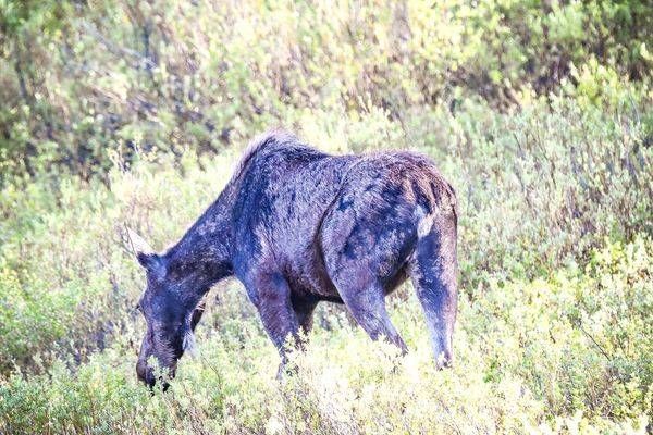 Yellowstone2 17 Photography Art | Photos By Regan