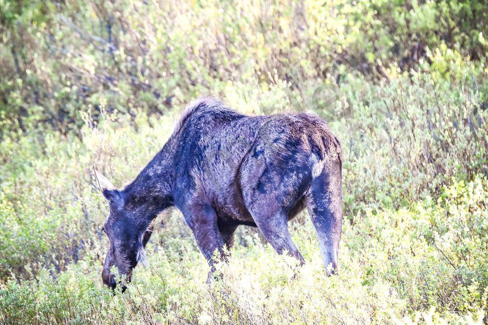 Yellowstone2 17 Photography Art | Photos By Regan