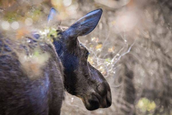 Yellowstone4 100 Photography Art | Photos By Regan