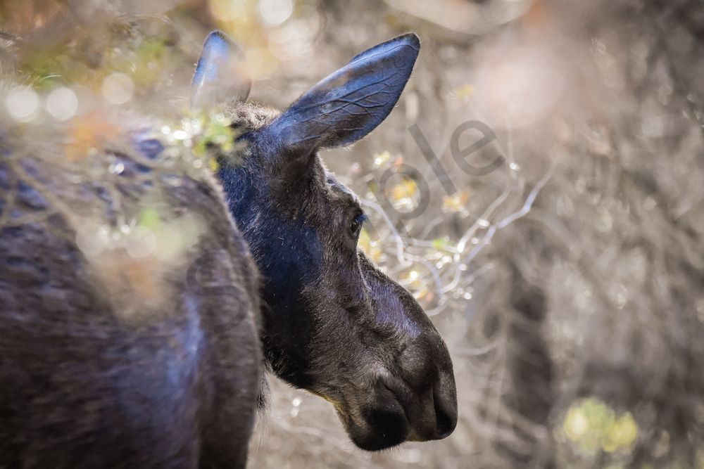 Yellowstone4 100 Photography Art | Photos By Regan