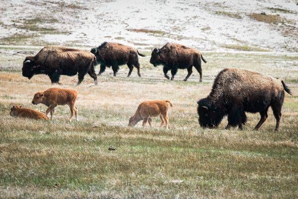 Yellowstone4 11 Photography Art | Photos By Regan
