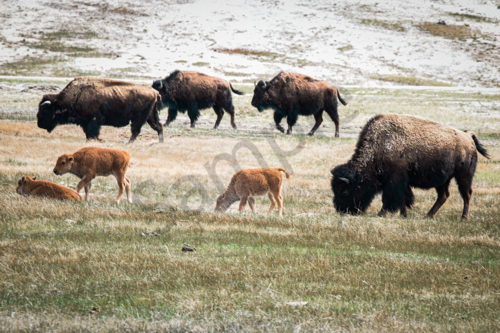 Yellowstone4 11 Photography Art | Photos By Regan