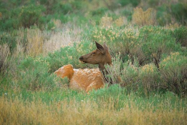 Yellowstone3 77 Photography Art | Photos By Regan