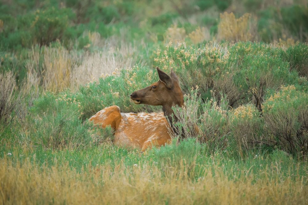Yellowstone3 77 Photography Art | Photos By Regan