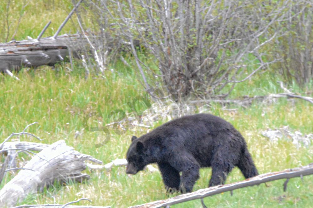 Yellowstone3 46 Photography Art | Photos By Regan