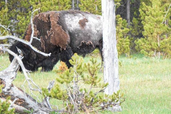 Yellowstone3 1 Photography Art | Photos By Regan