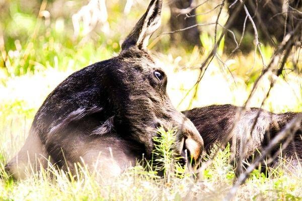 Yellowstone4 142 Photography Art | Photos By Regan