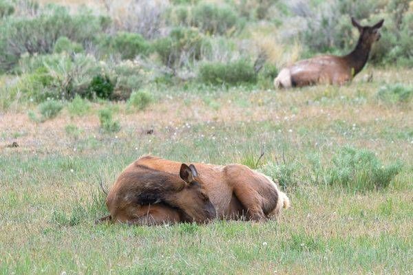 Yellowstone3 65 Photography Art | Photos By Regan
