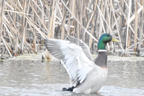 Ducks 6 Photography Art | Photos By Regan