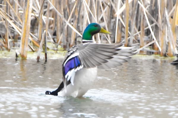 Ducks 7 Photography Art | Photos By Regan