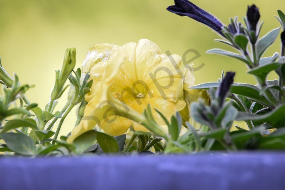 Deck Flowers 15 Photography Art | Photos By Regan