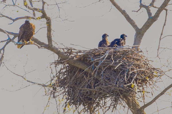 Nest View 2 Photography Art | Photos By Regan