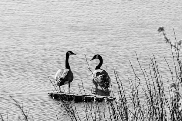 Nest View 25 Photography Art | Photos By Regan