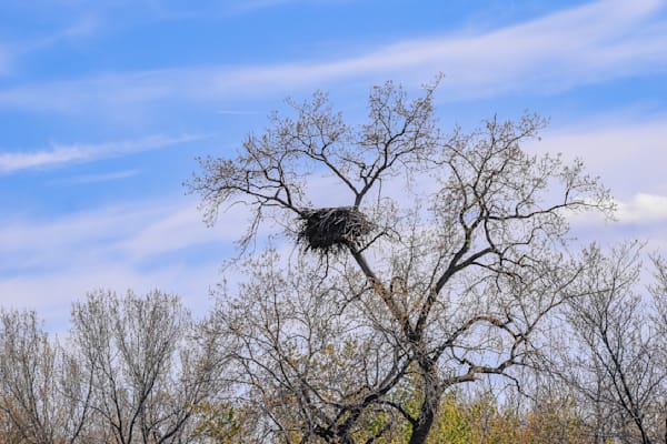 Nest View 24 Photography Art | Photos By Regan