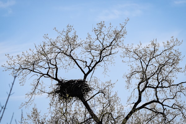 Nest View 28 Photography Art | Photos By Regan