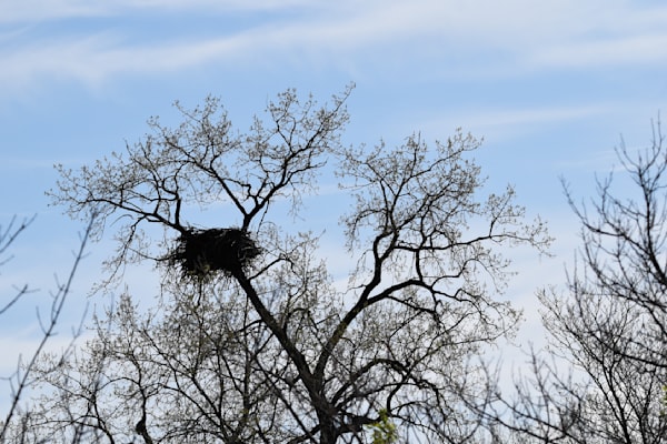 Nest View 27 Photography Art | Photos By Regan