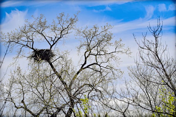 Nest View 26 Photography Art | Photos By Regan