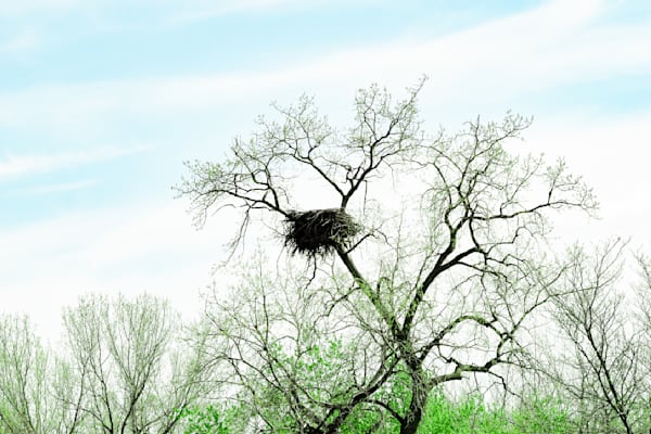 Nest View 22 Photography Art | Photos By Regan