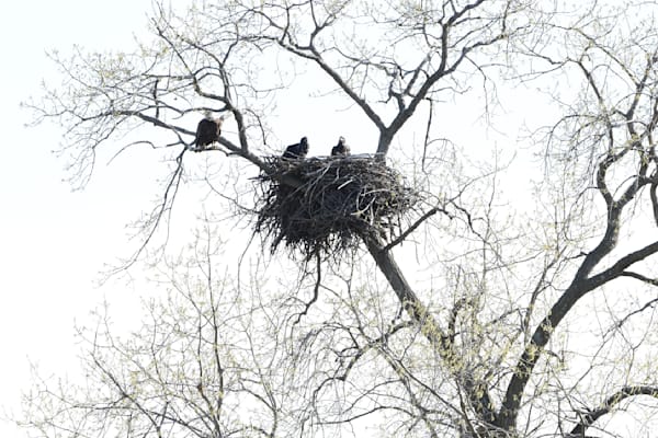 Nest View 9 Photography Art | Photos By Regan