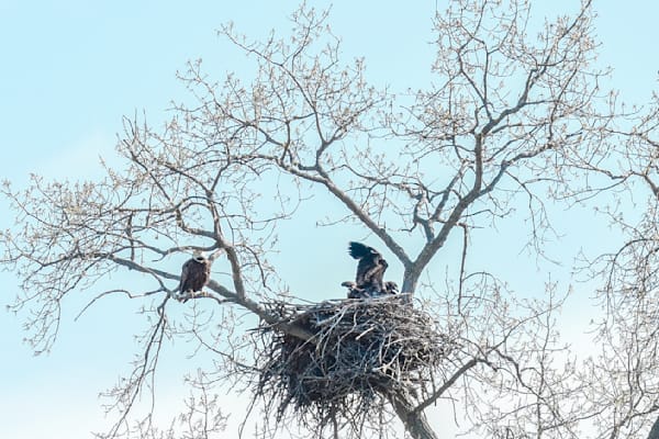 Nest View 5 Photography Art | Photos By Regan