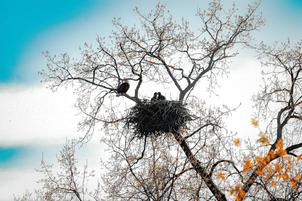 Nest View 1 Photography Art | Photos By Regan