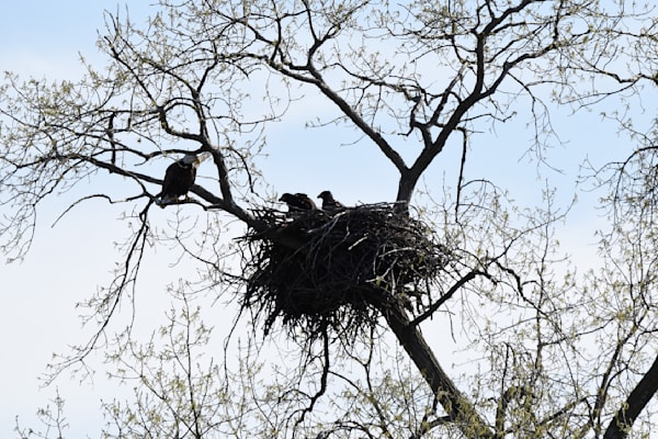 Nest View 19 Photography Art | Photos By Regan