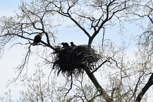 Nest View 18 Photography Art | Photos By Regan