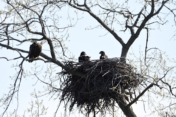 Nest View 14 Photography Art | Photos By Regan