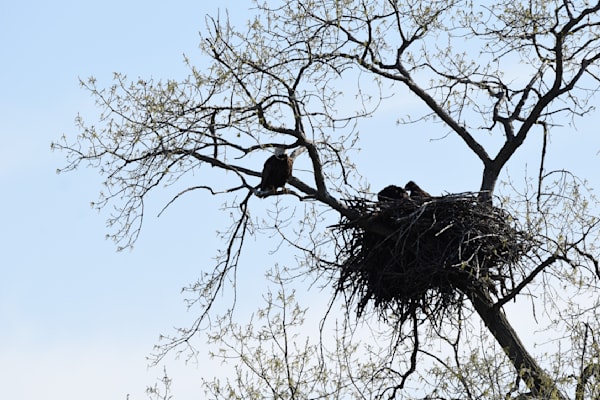 Nest View 15 Photography Art | Photos By Regan