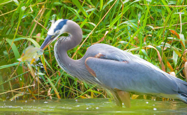 Spearing A Fish Photography Art | Photos By Regan