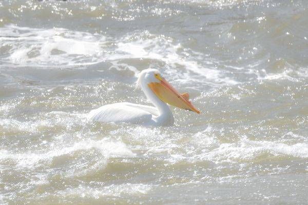 Bird Hunt 48 Photography Art | Photos By Regan