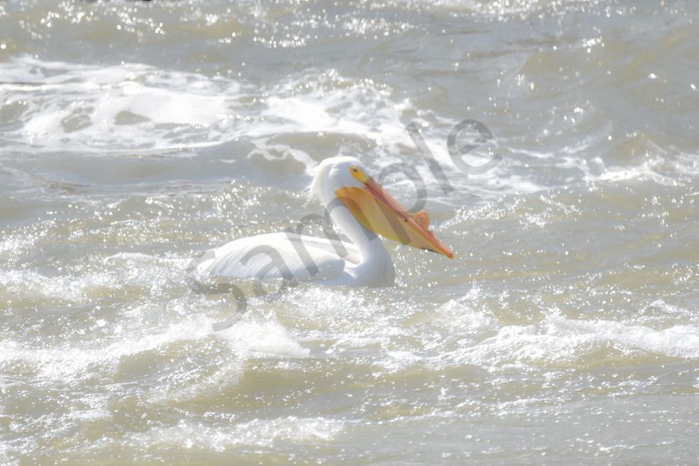 Bird Hunt 48 Photography Art | Photos By Regan