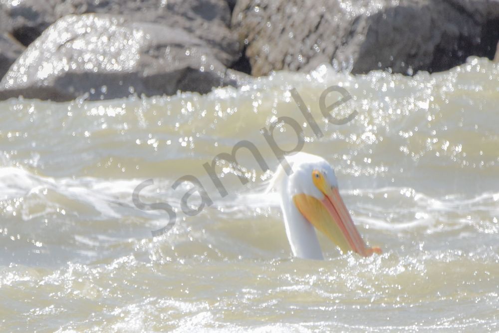 Bird Hunt 49 Photography Art | Photos By Regan