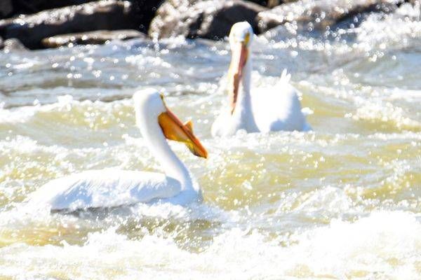 Bird Hunt 41 Photography Art | Photos By Regan