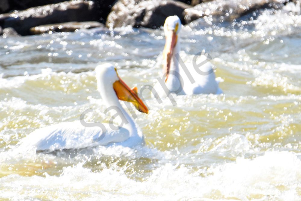 Bird Hunt 41 Photography Art | Photos By Regan