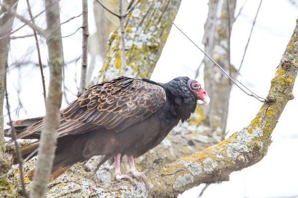 Bird Hunt 7 Photography Art | Photos By Regan