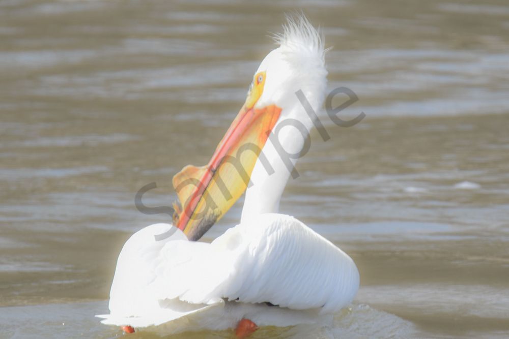Bird Hunt 79 Photography Art | Photos By Regan