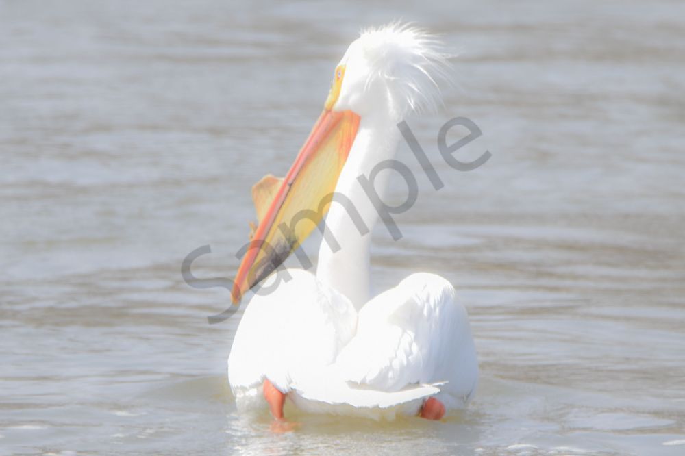 Bird Hunt 76 Photography Art | Photos By Regan