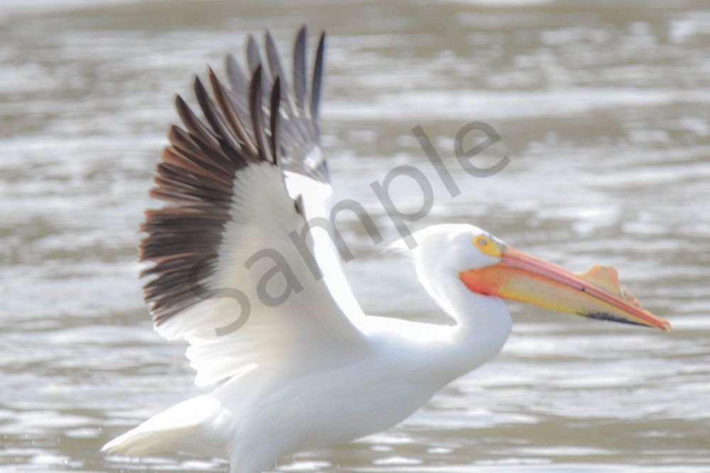 Bird Hunt 74 Photography Art | Photos By Regan