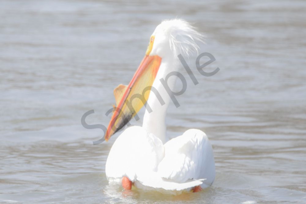 Bird Hunt 75 Photography Art | Photos By Regan