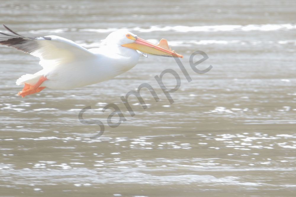 Bird Hunt 71 Photography Art | Photos By Regan