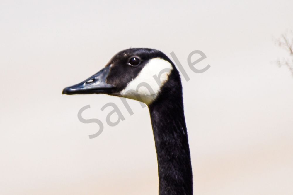 Bird Hunt 68 Photography Art | Photos By Regan