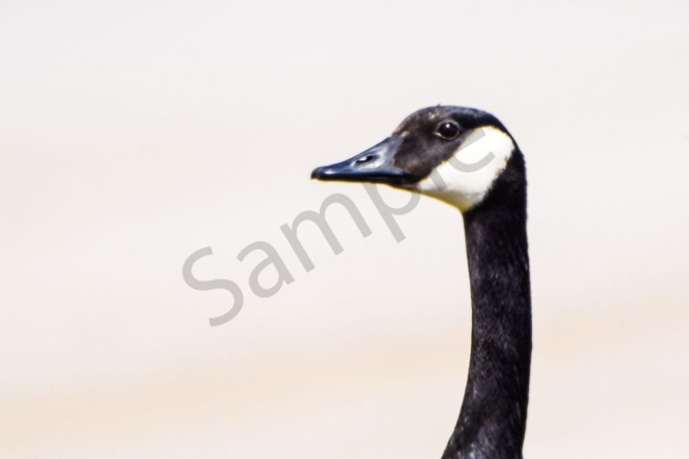 Bird Hunt 67 Photography Art | Photos By Regan