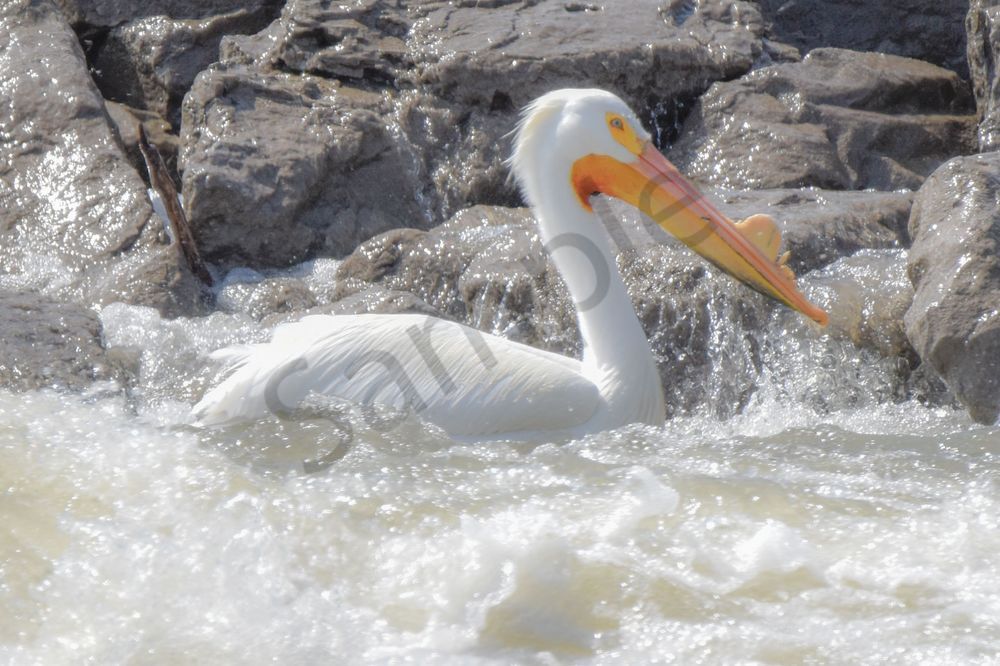Bird Hunt 64 Photography Art | Photos By Regan