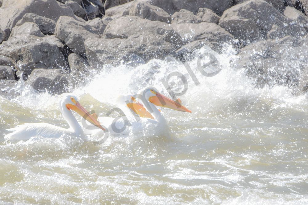 Bird Hunt 62 Photography Art | Photos By Regan