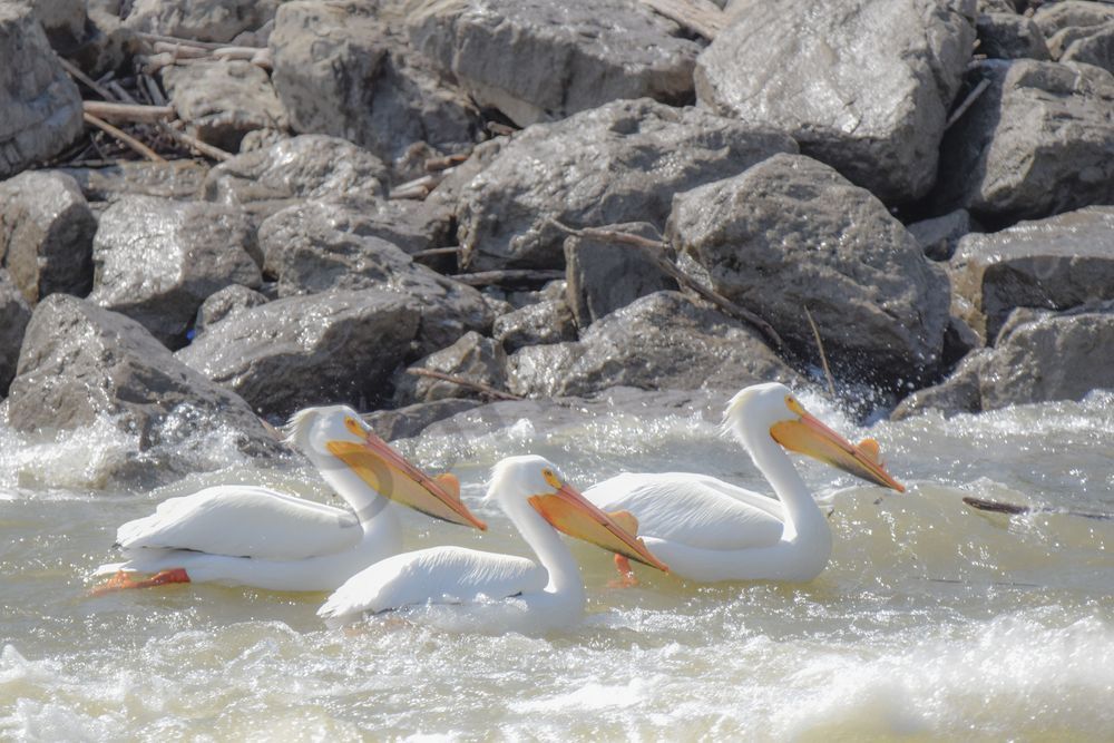 Bird Hunt 63 Photography Art | Photos By Regan