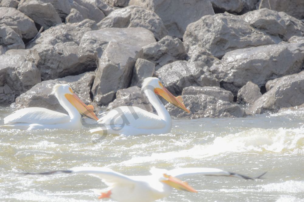 Bird Hunt 60 Photography Art | Photos By Regan