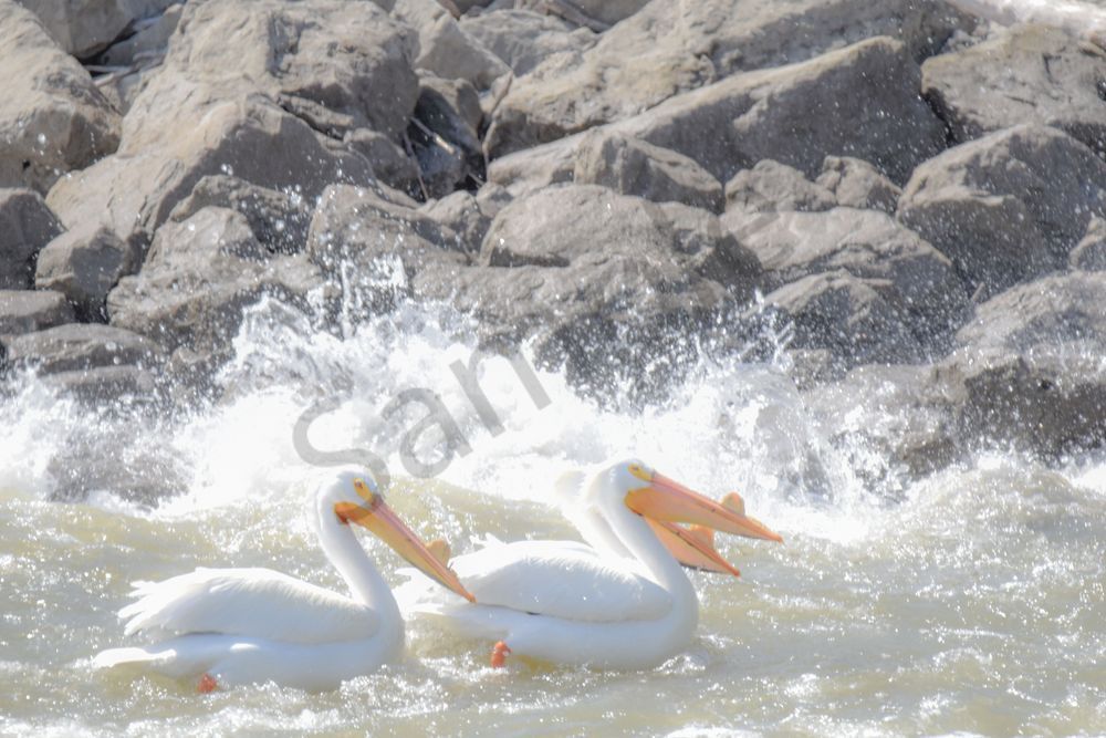 Bird Hunt 61 Photography Art | Photos By Regan